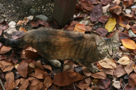 高津神社猫1