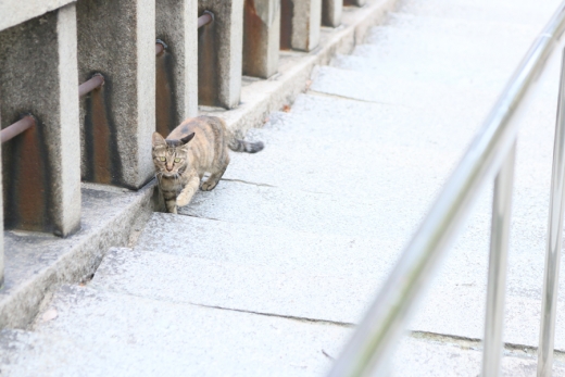 高津神社猫3